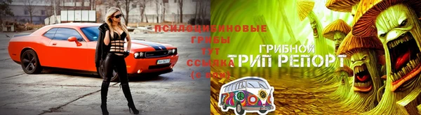 PSILOCYBIN Вязьма